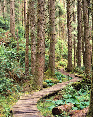 Boardwalk Through Lush Forest