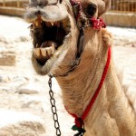 Photo Used by Permission www.MichelleMcSwain.com